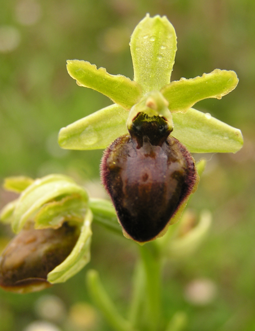 ophrys da determinare